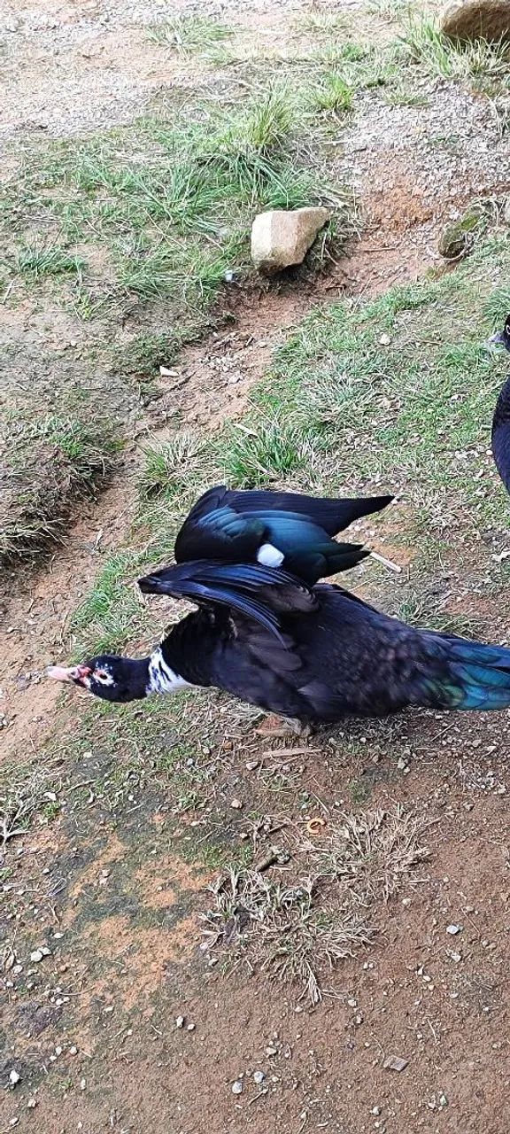 SÓ HOJE (animais) - Foto 5