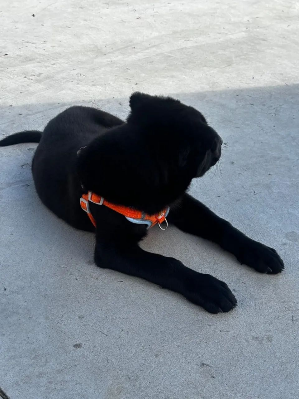 Cachorro  - Foto 2