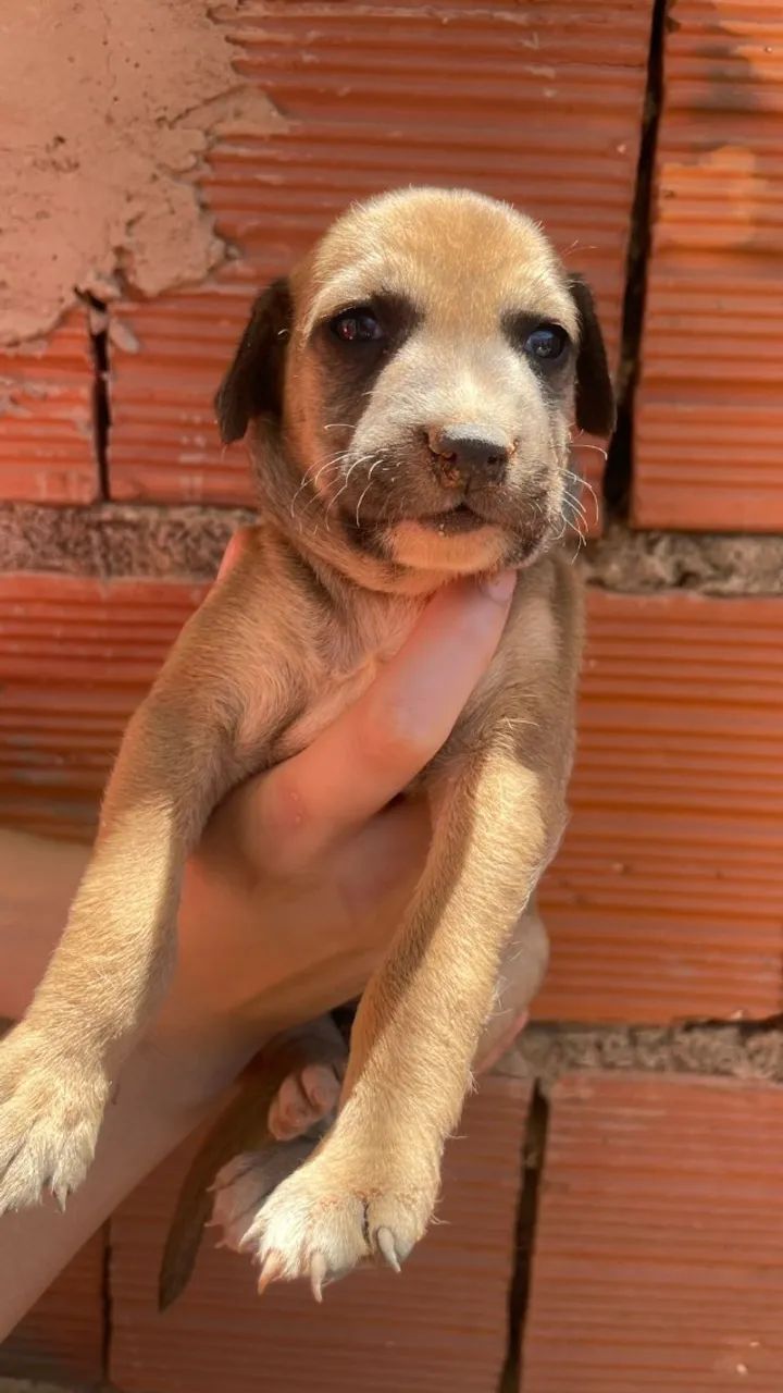 Cachorros  - Foto 4