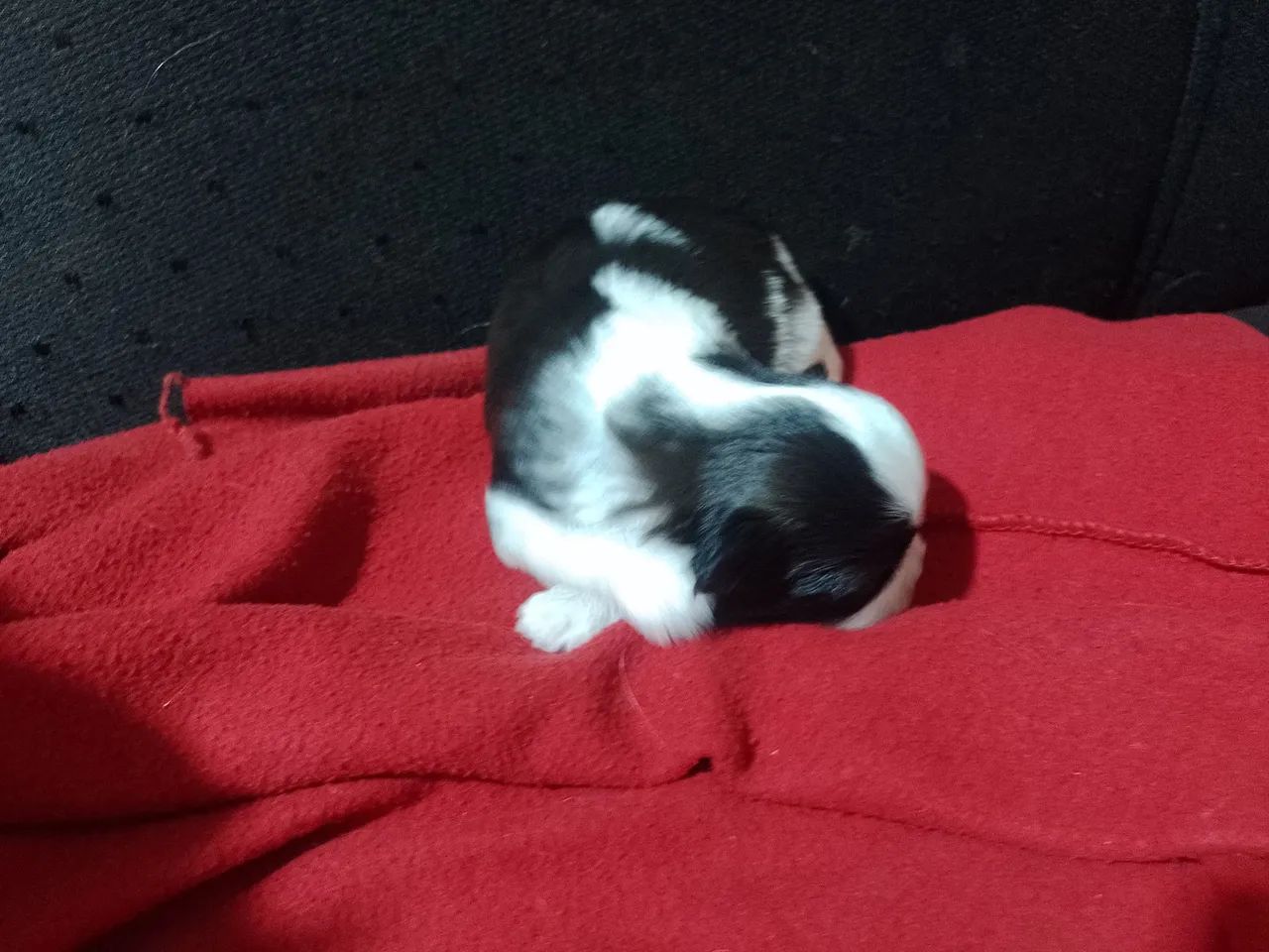 Cachorro  - Foto 3