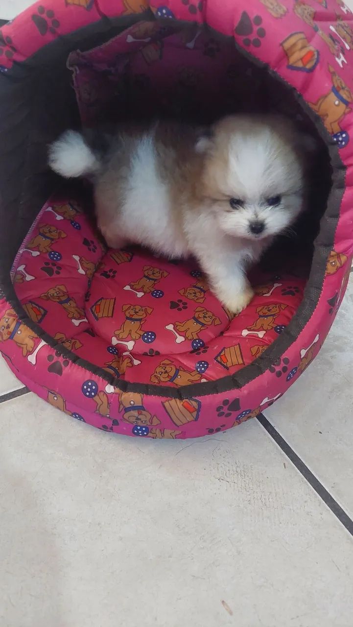Cão especial  - Foto 4