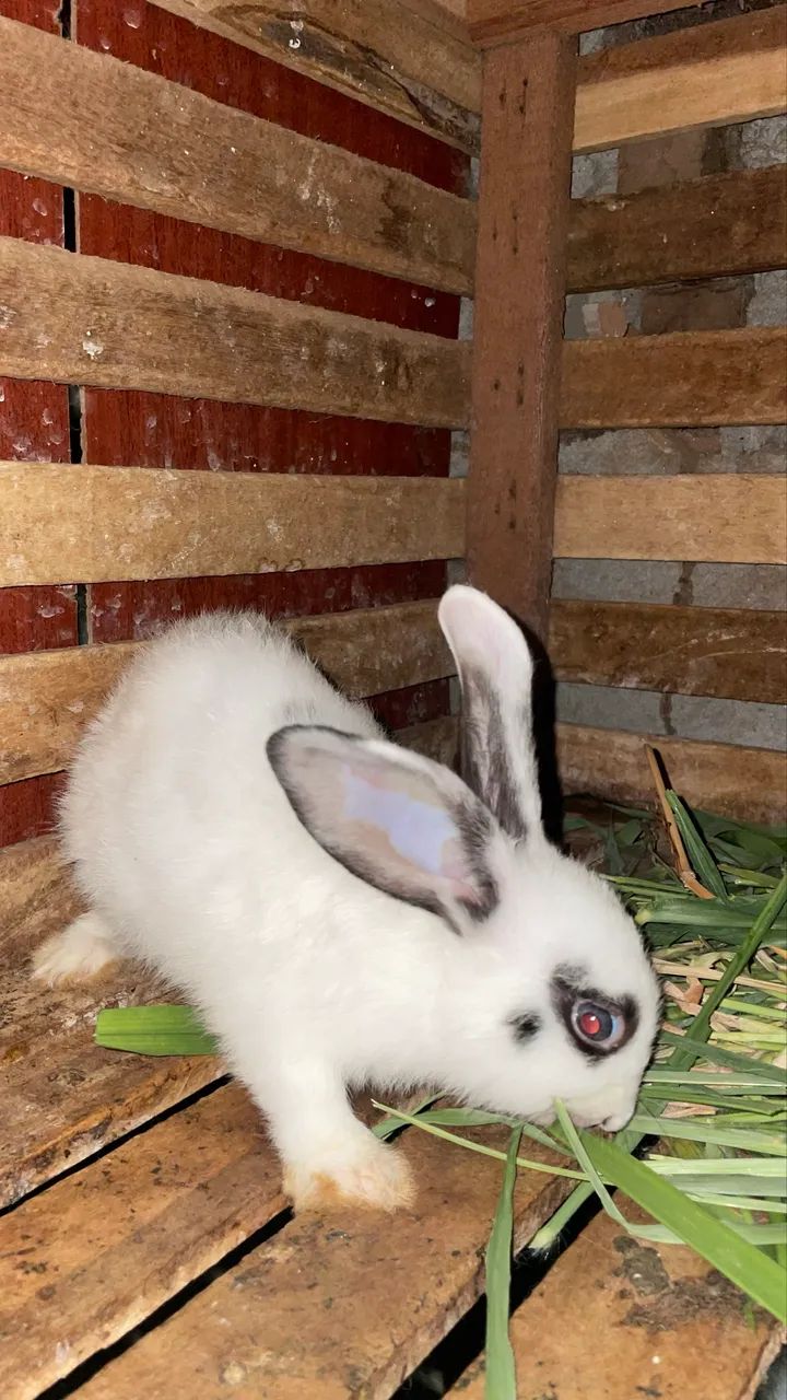 Coelhos comuns  - Foto 2