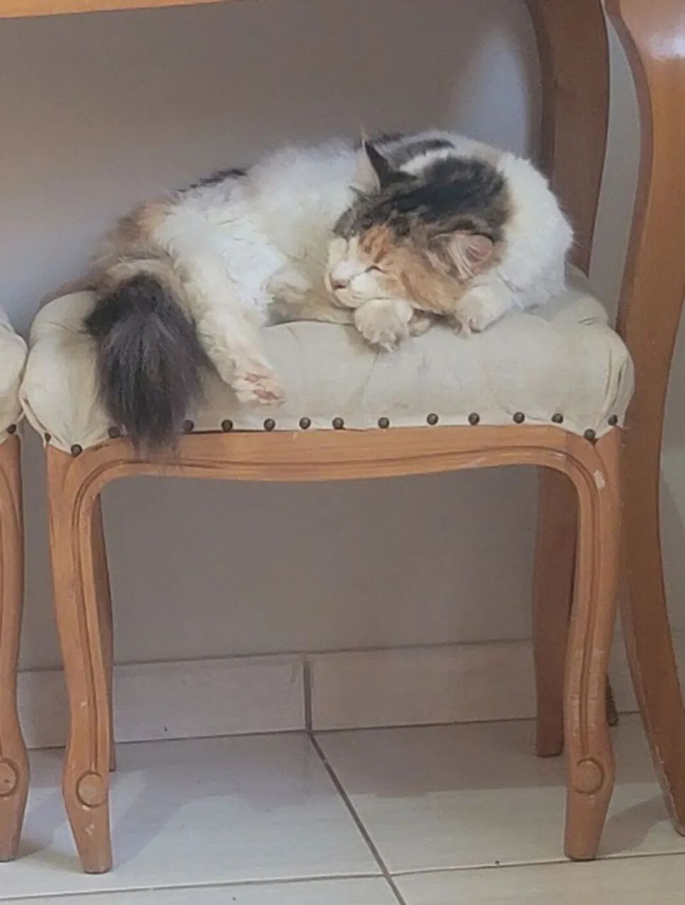 Gata Mainecoon