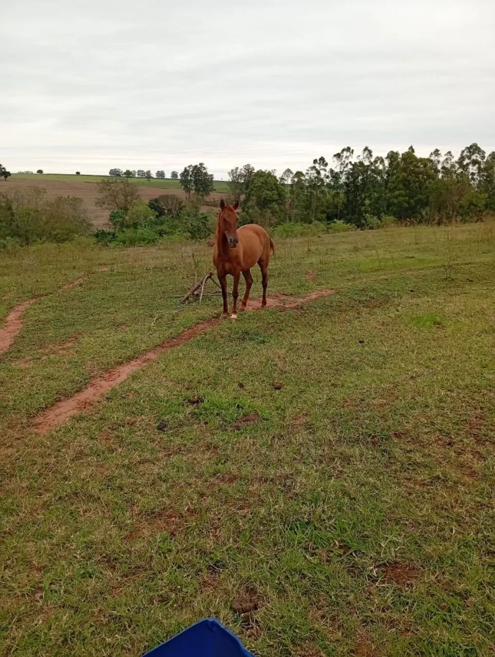 Égua Arriada  - Foto 4