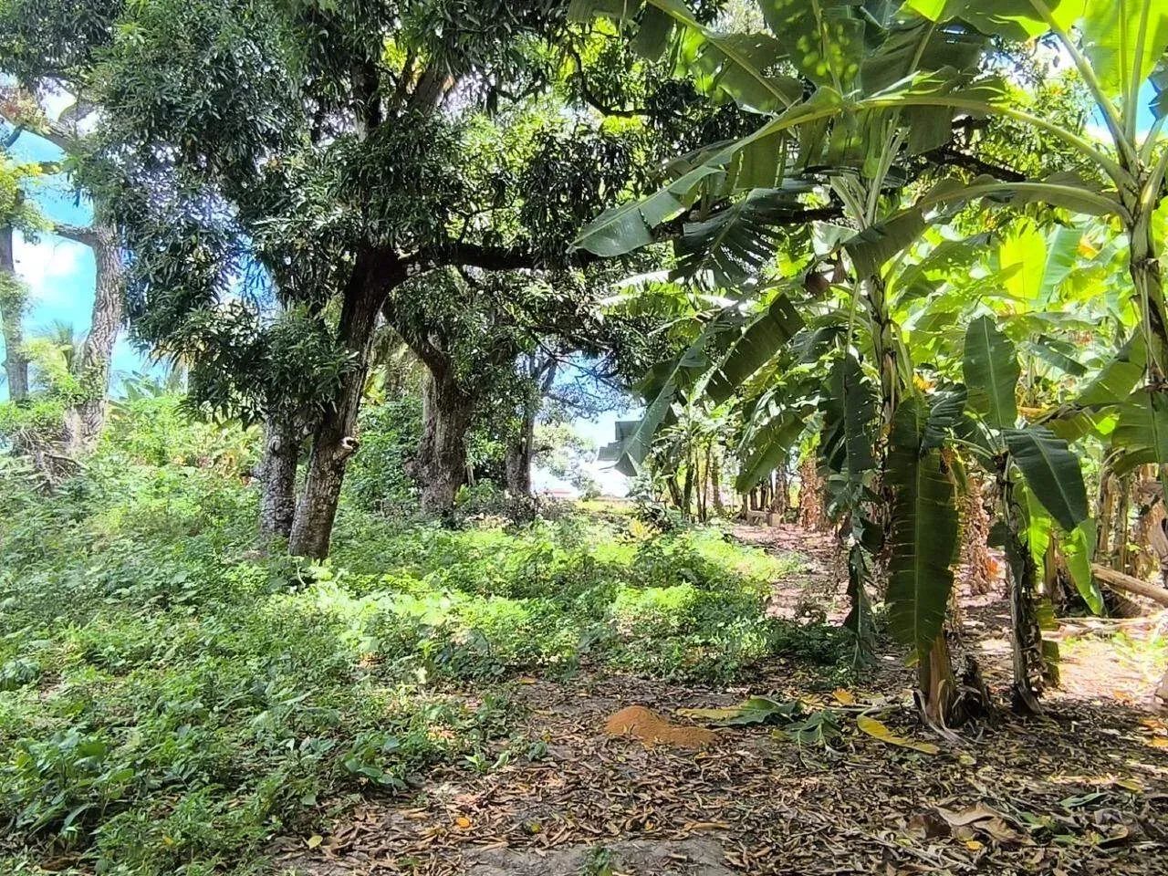 Oportunidade Única: Sítio de 9.000m² para Empreendimento Imobiliário! ??? - Foto 4
