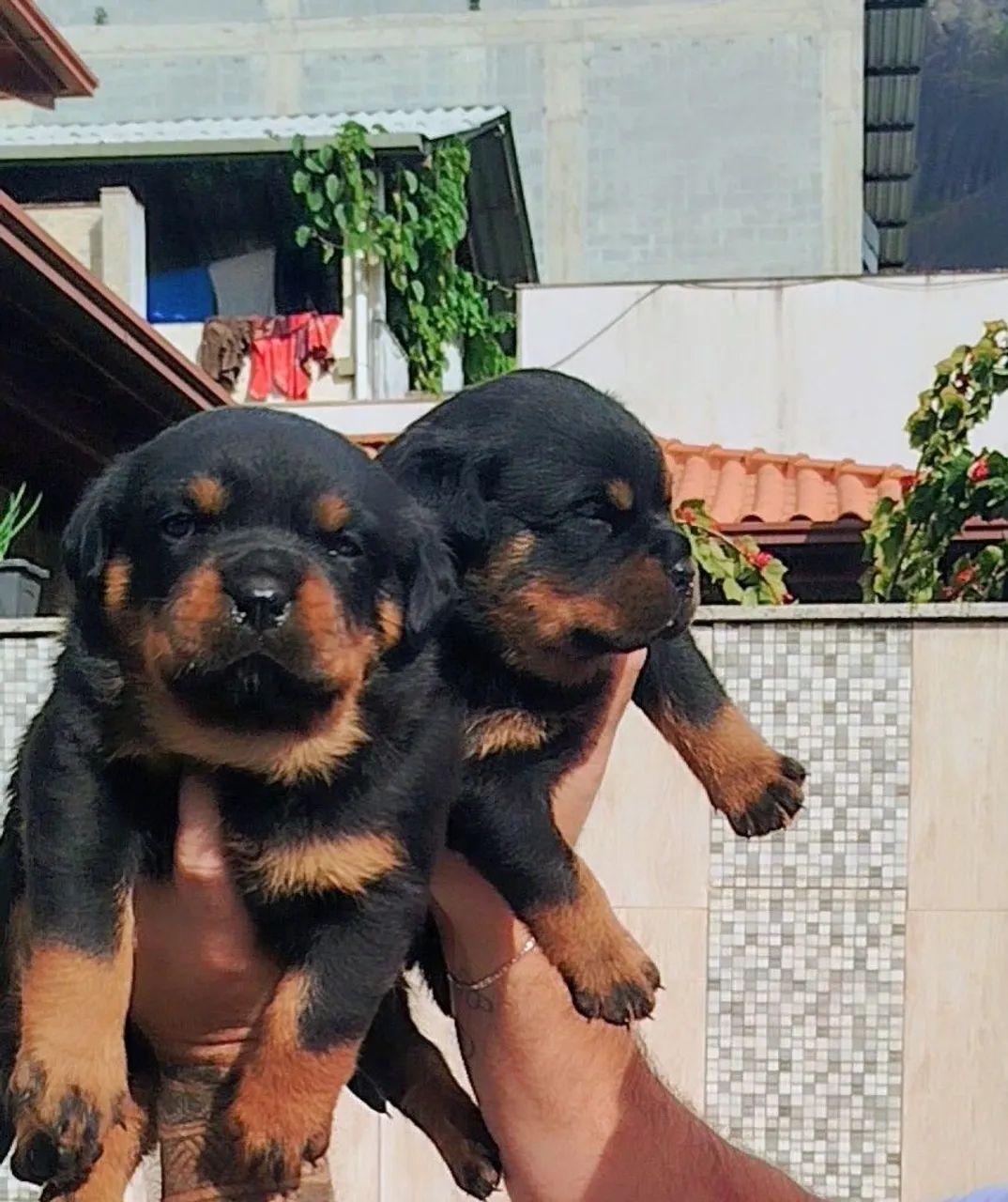 Filhote Fêmea de Rottweiler  - Foto 2