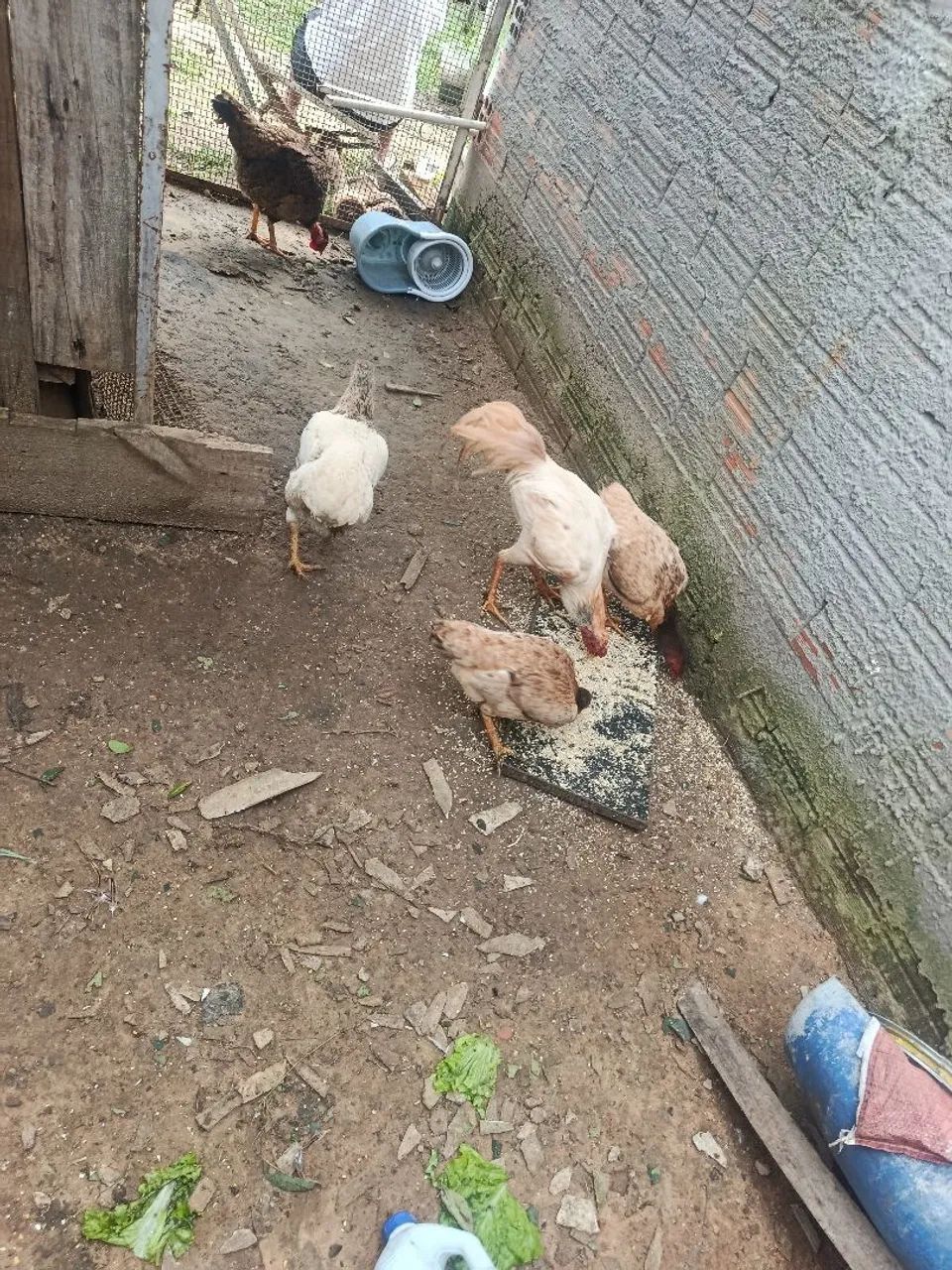 Vendo galinhas e galos  - Foto 6