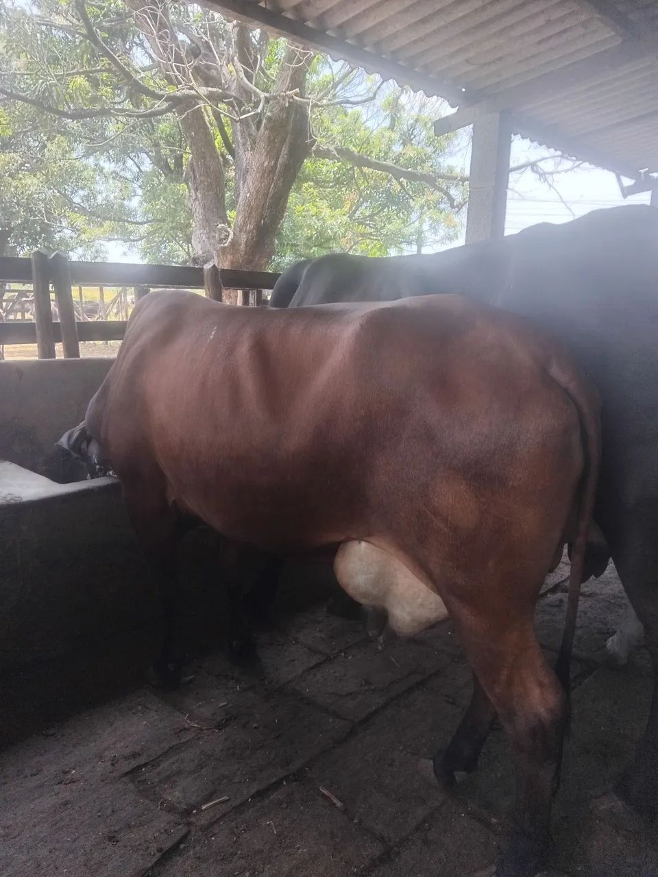 Vacas paridas