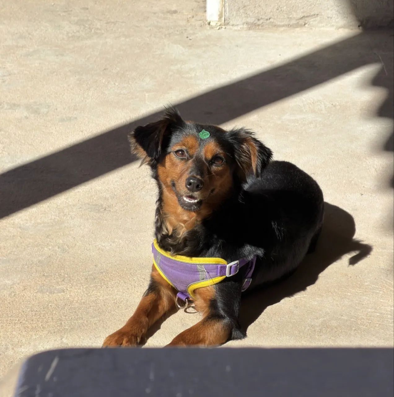 Pet disponível para adoção  - Foto 3