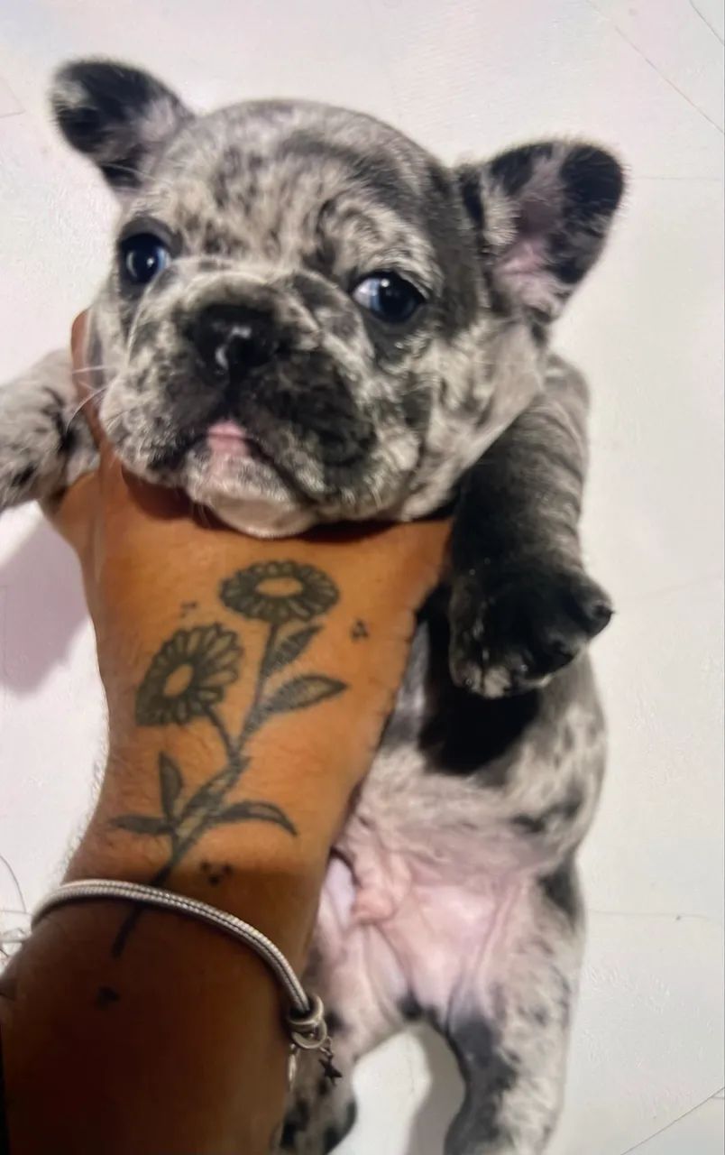 Buldogue francês  - Foto 3