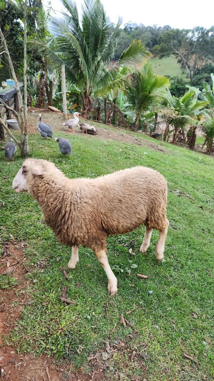 Carneiro (Ovelha Macho ) - Foto 3
