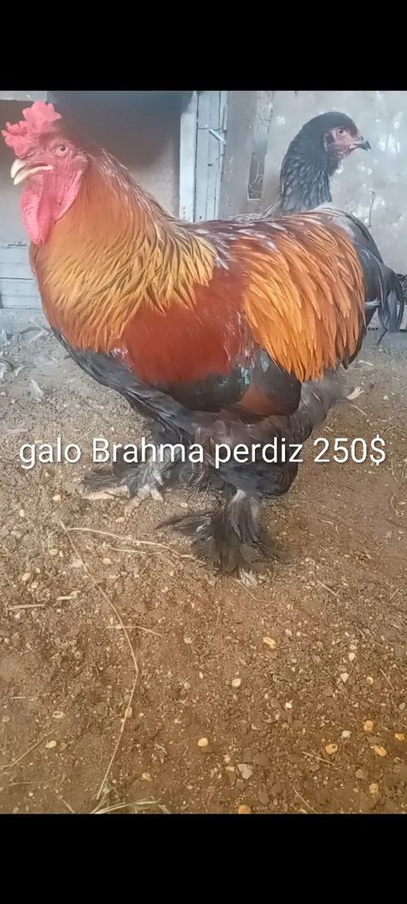 Promoção pintinhos brahma 5 und.por 100$ - Foto 4
