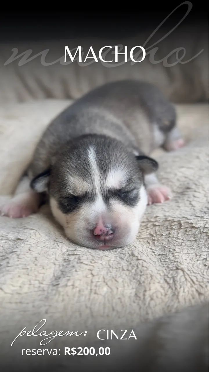 Filhotes Husky Siberiano  - Foto 4