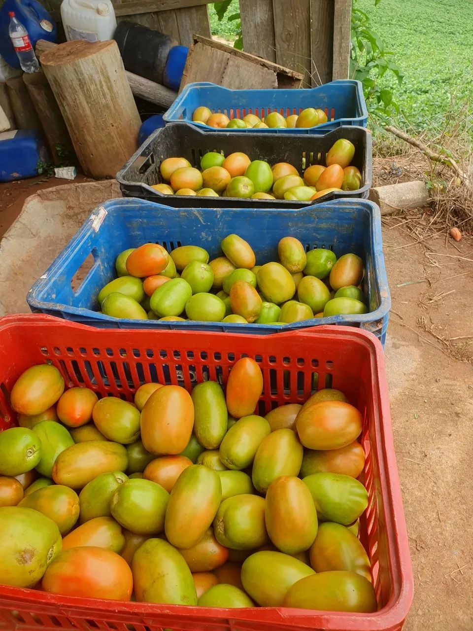 Tomate novo
