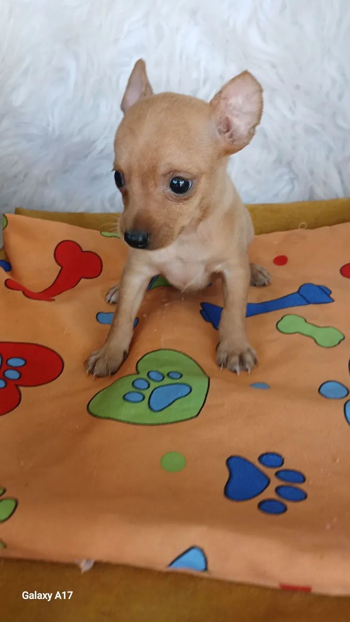 Pinscher bem .miudos - Foto 4