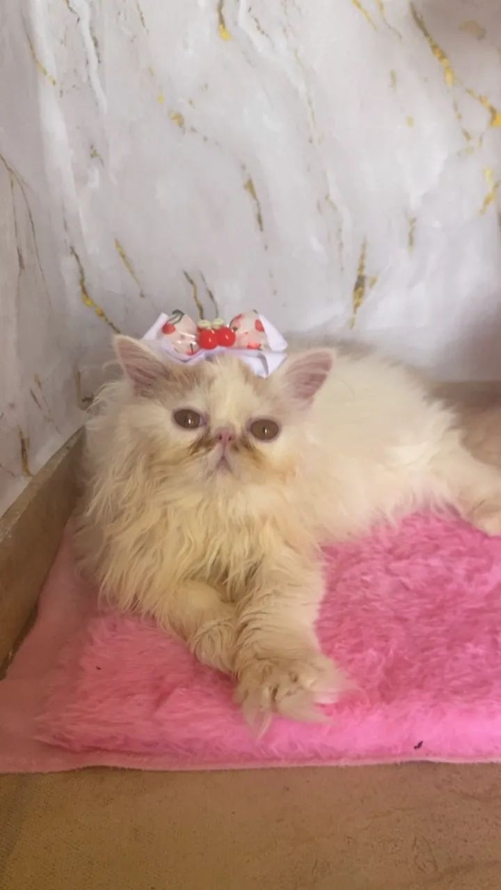 Gata Perça 5 meses  - Foto 2