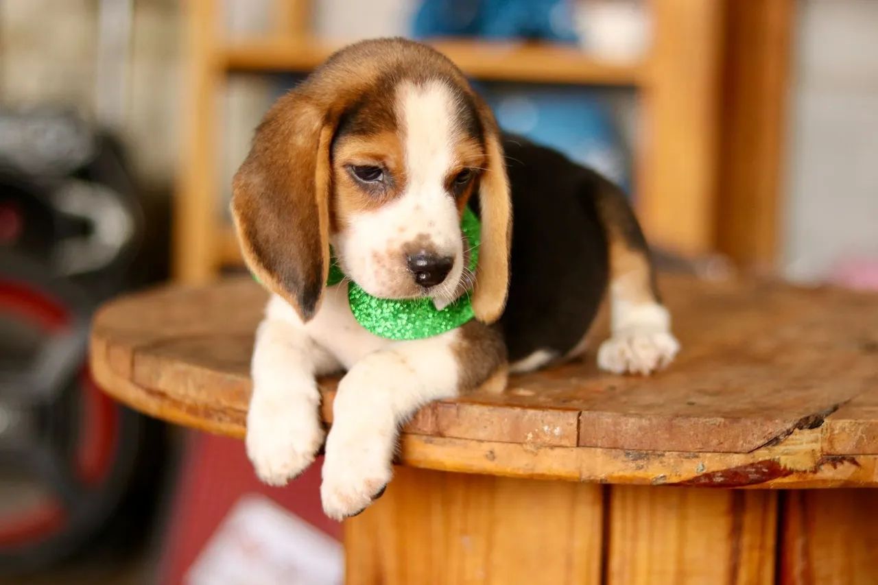 BEAGLES PARCELAMOS  - Foto 2