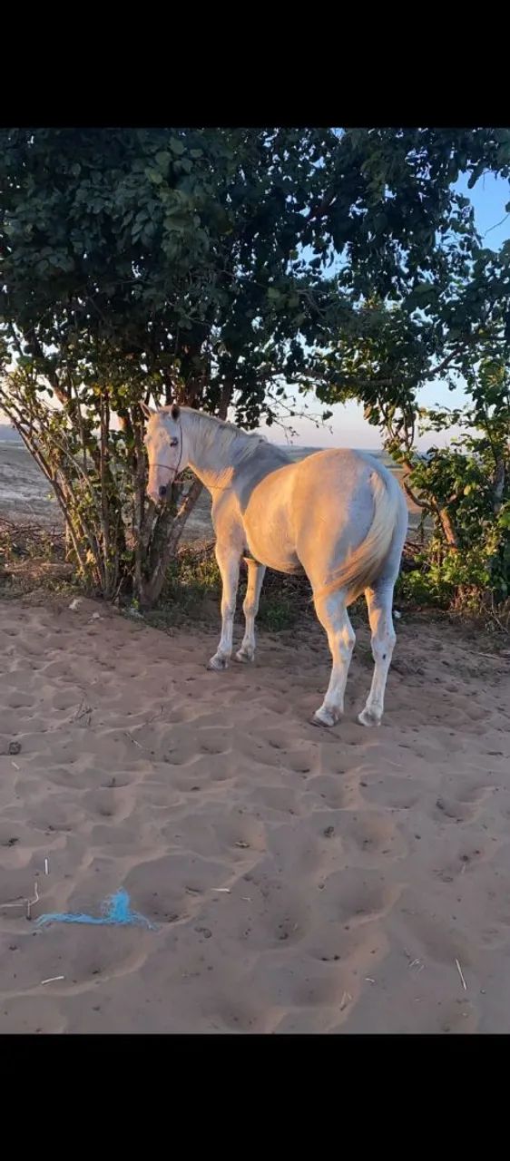 Só mente vender  - Foto 2