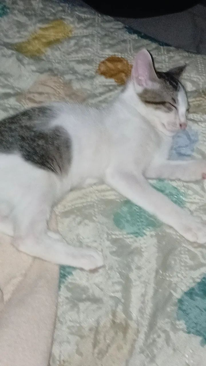 2 gatinhos machos - 3 messes - Foto 2
