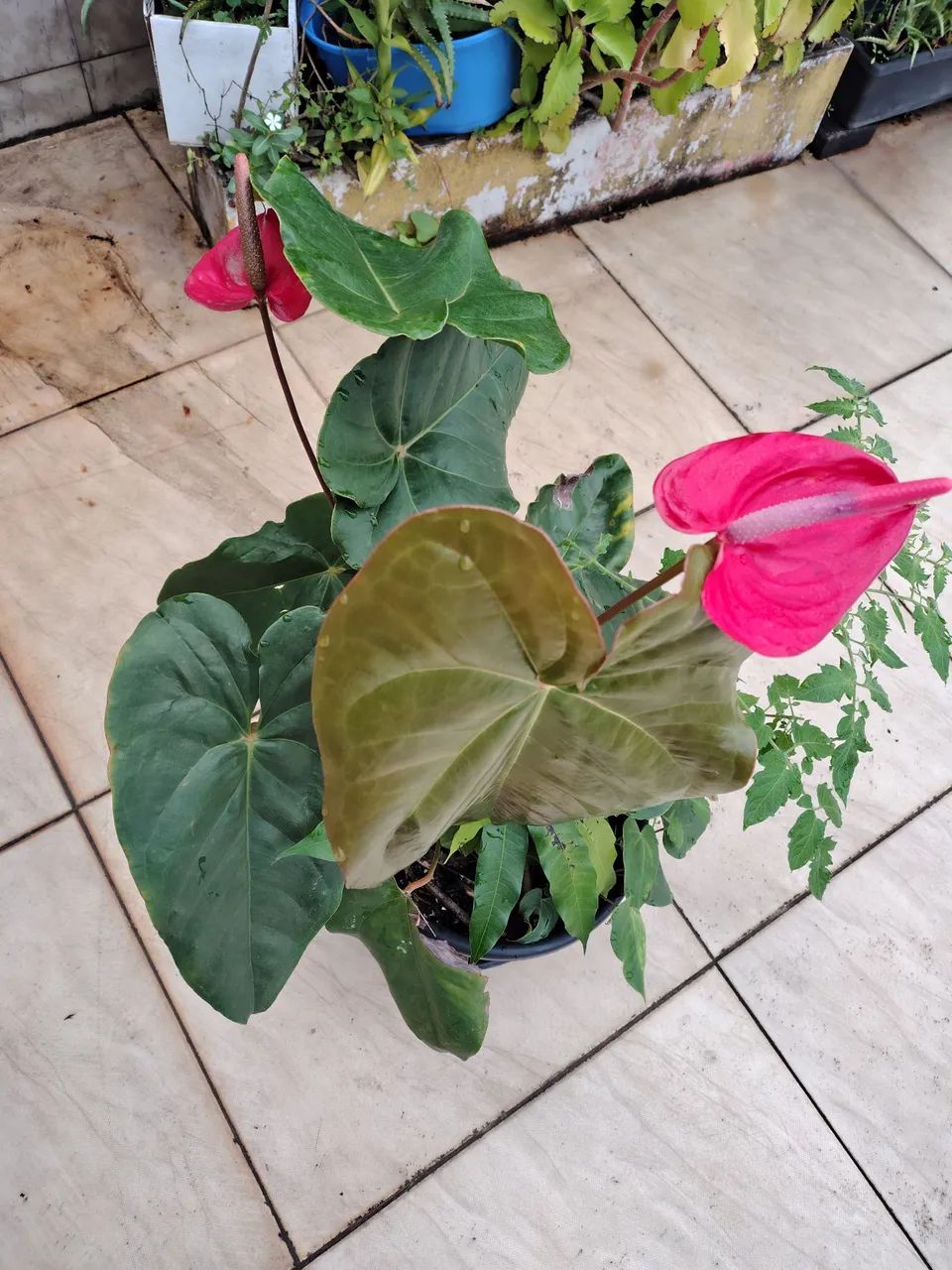 Vaso de planta antúrio  - Foto 5