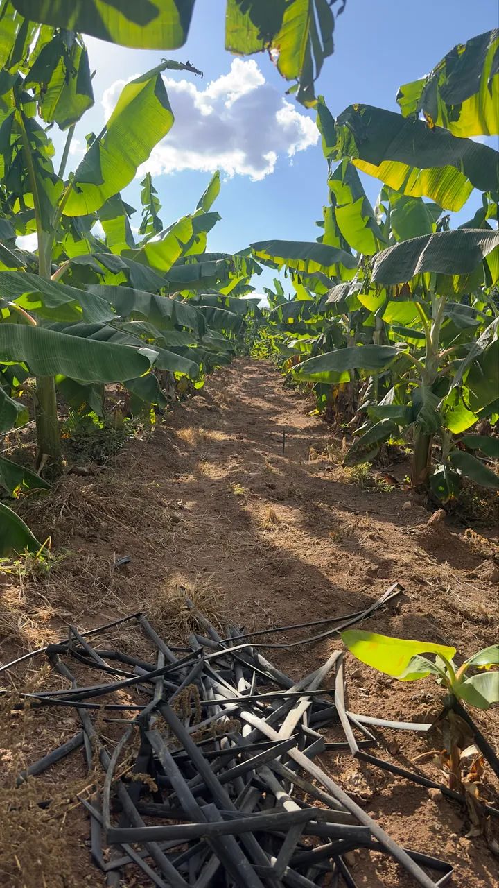 Mudas de banana da terra 