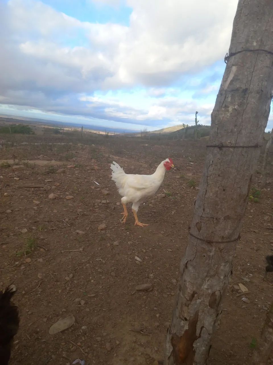 Frango gsb  - Foto 5