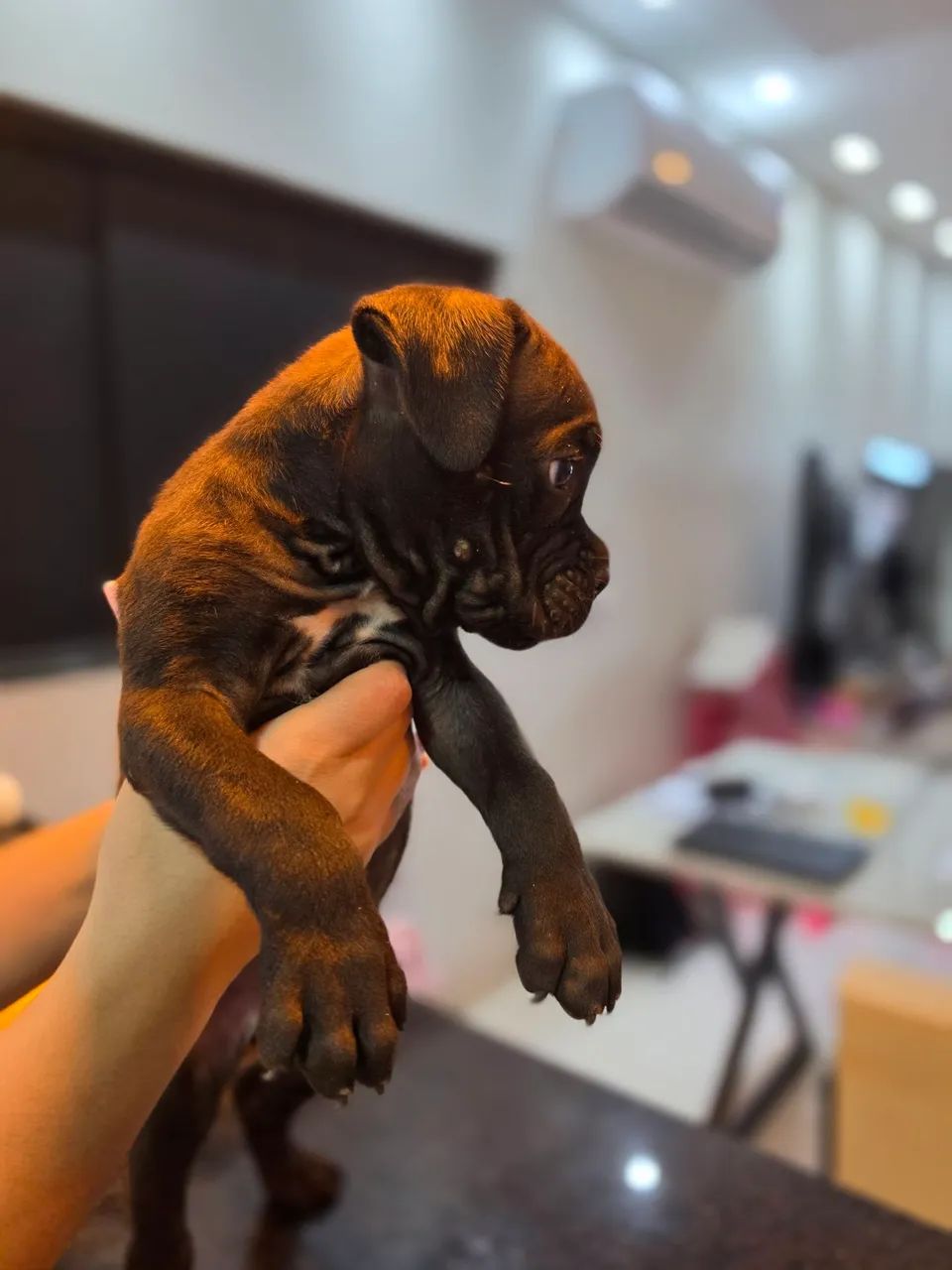 Filhote Boxer  - Foto 2