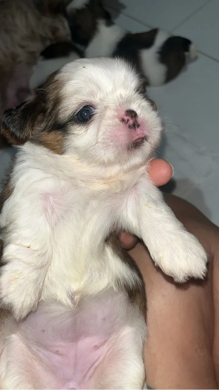 Shih tzu - Foto 5