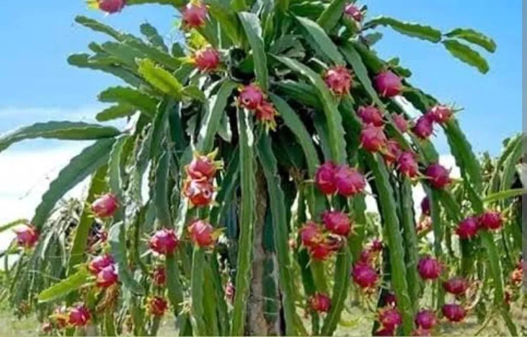 Vendo mudas de Pitaya Branca  - Foto 3