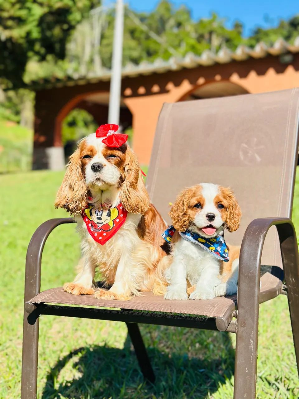 Cavalier king charles  - Foto 2