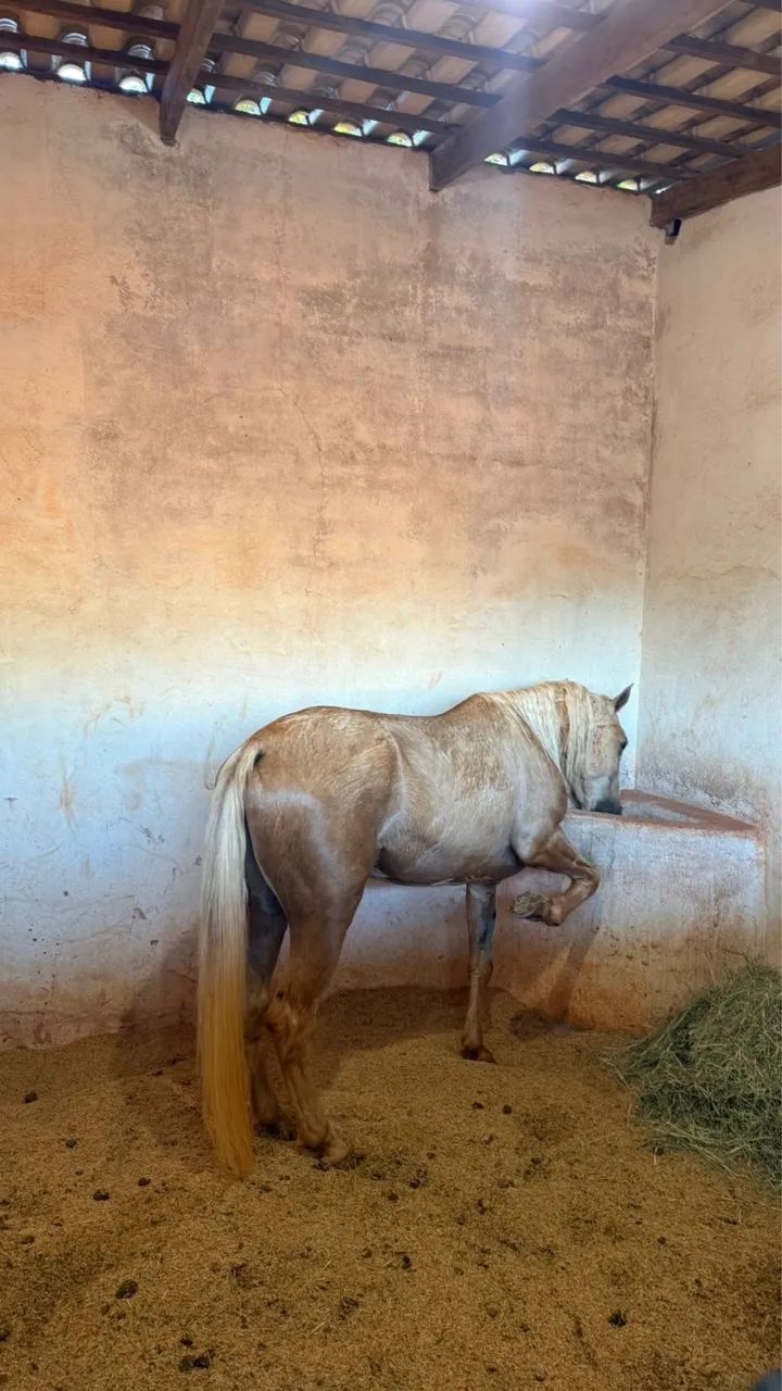 Cavalo  - Foto 3