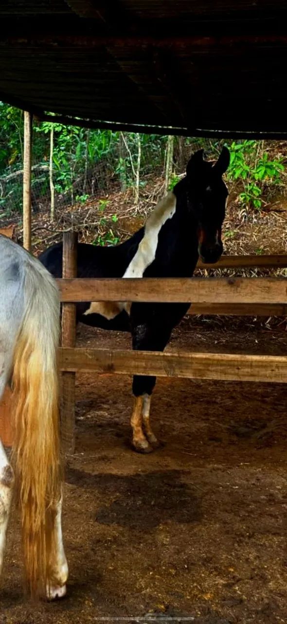 Vendo Cavalo Mangalarga - Foto 2