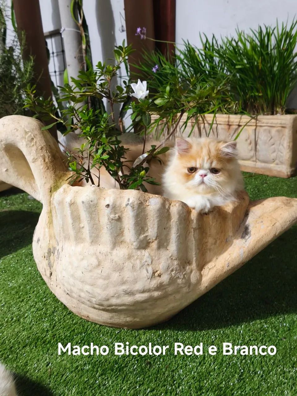 Sonhado Persa  - Foto 6