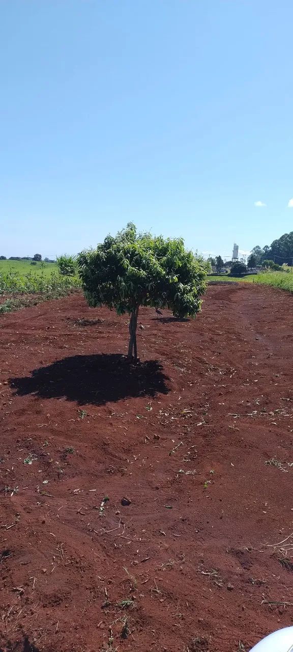 Vendo chácara em Irerê  - Foto 4