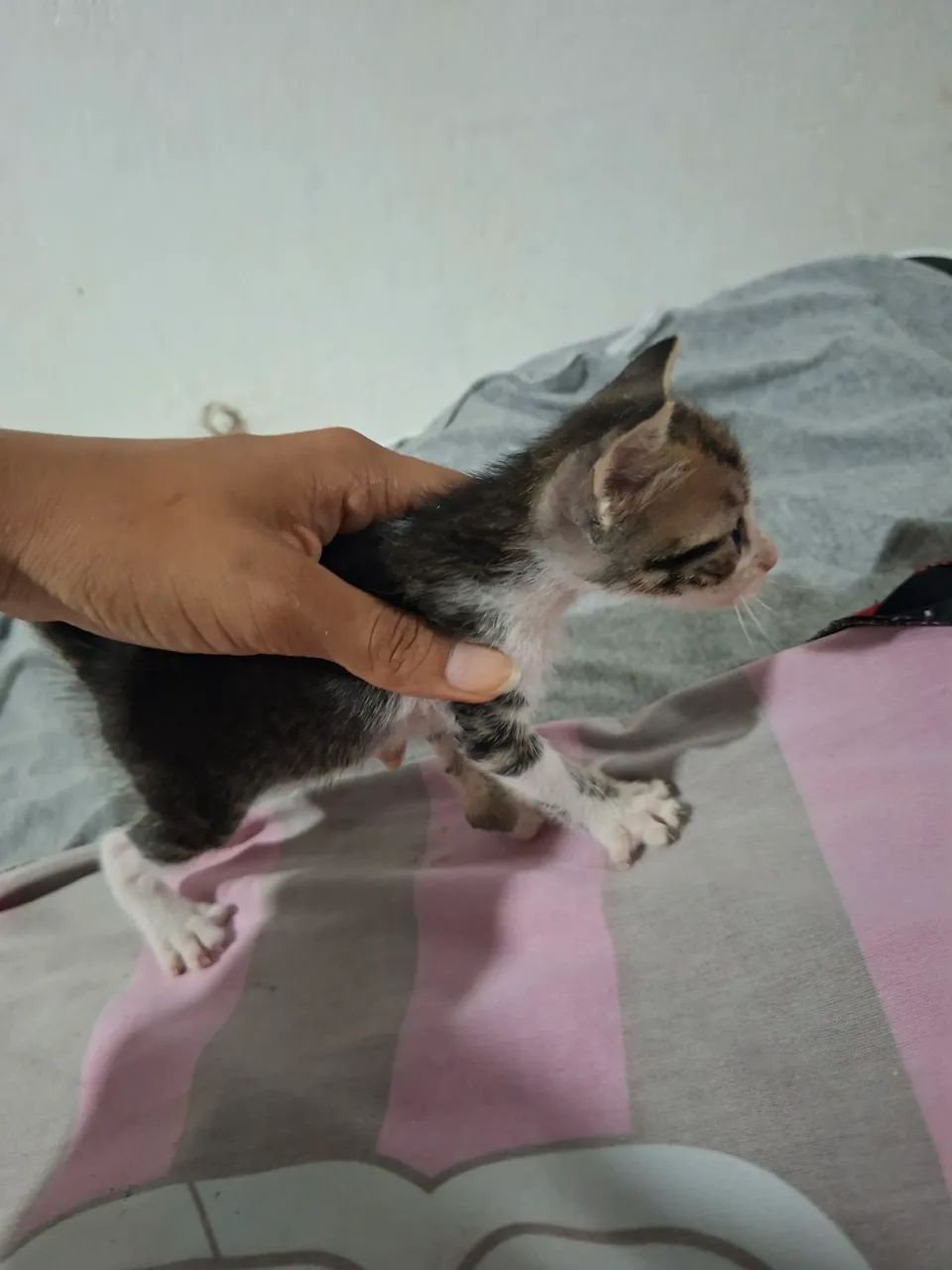 Gatinha - Foto 3