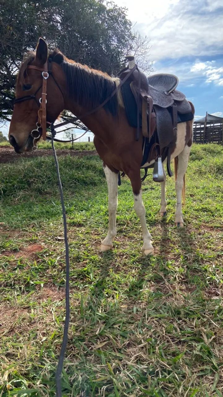 Égua Pampa - Foto 4