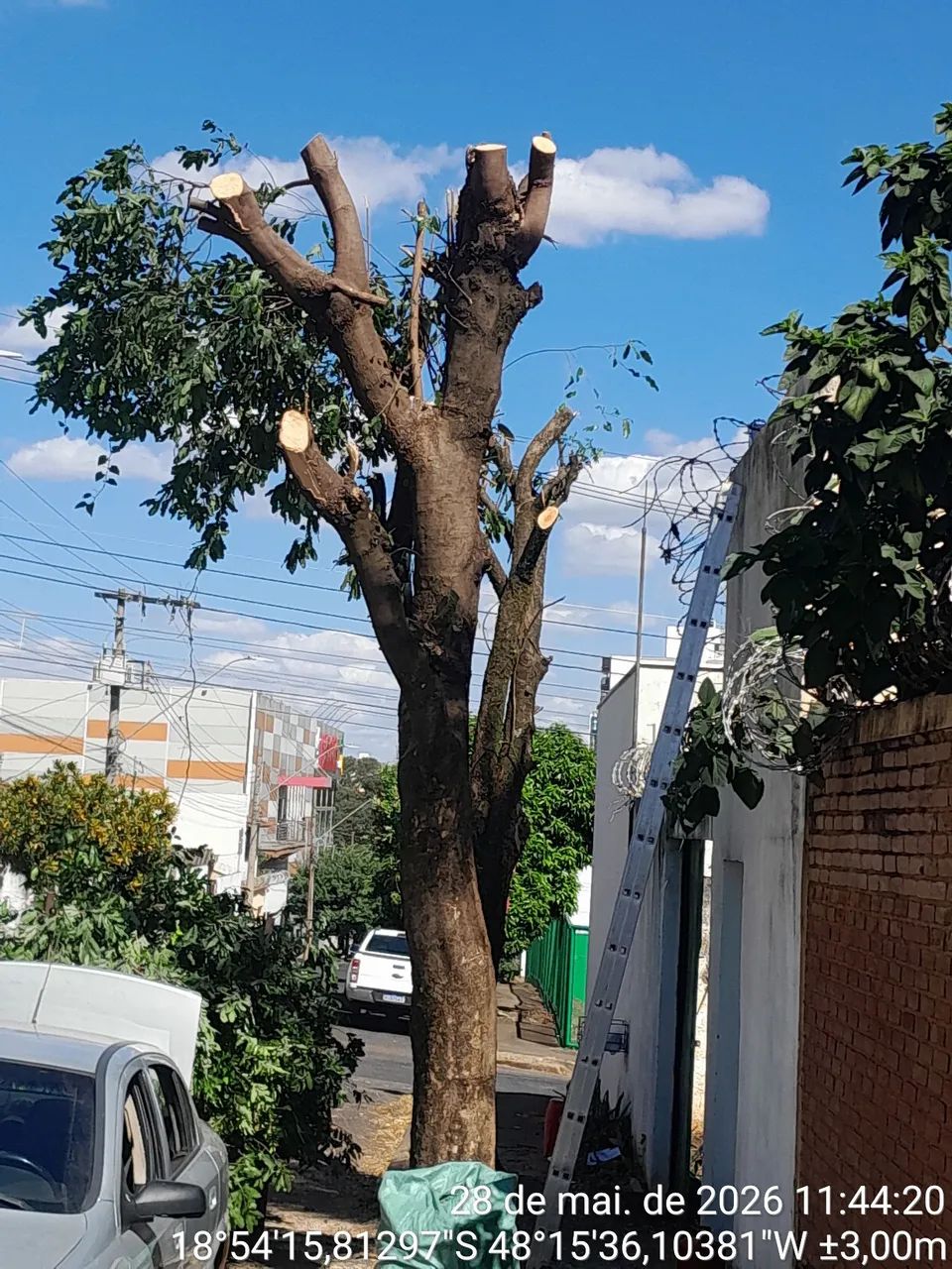 Podas e corte de árvores em geral  - Foto 5