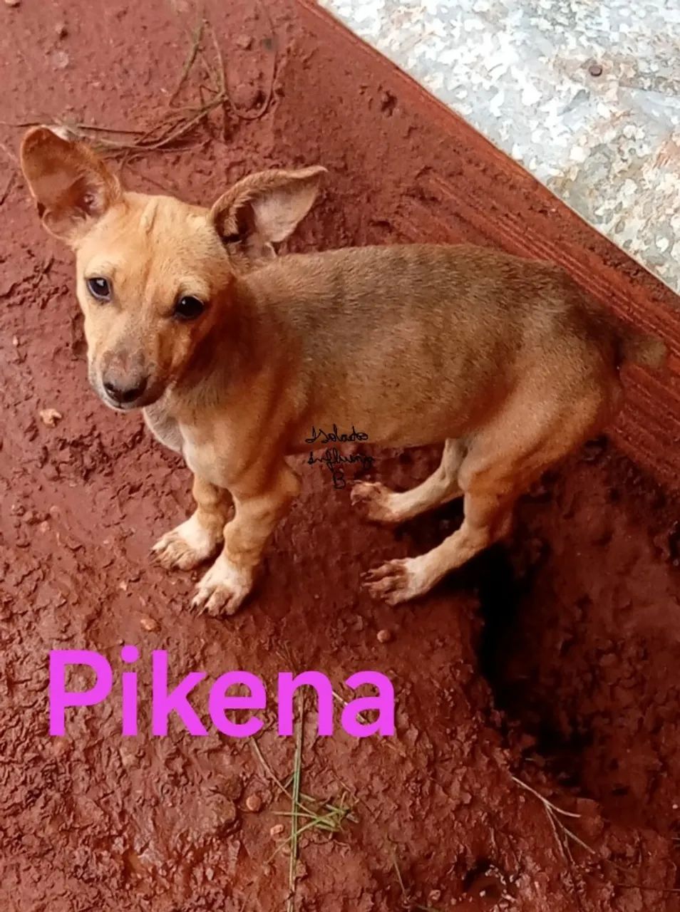 pintcher fêmea 6 meses 