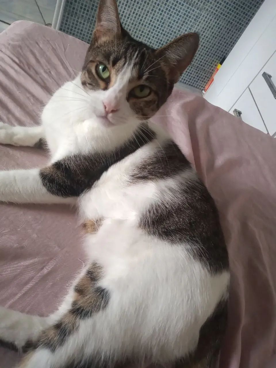 Gatinha jovem castrada  - Foto 3