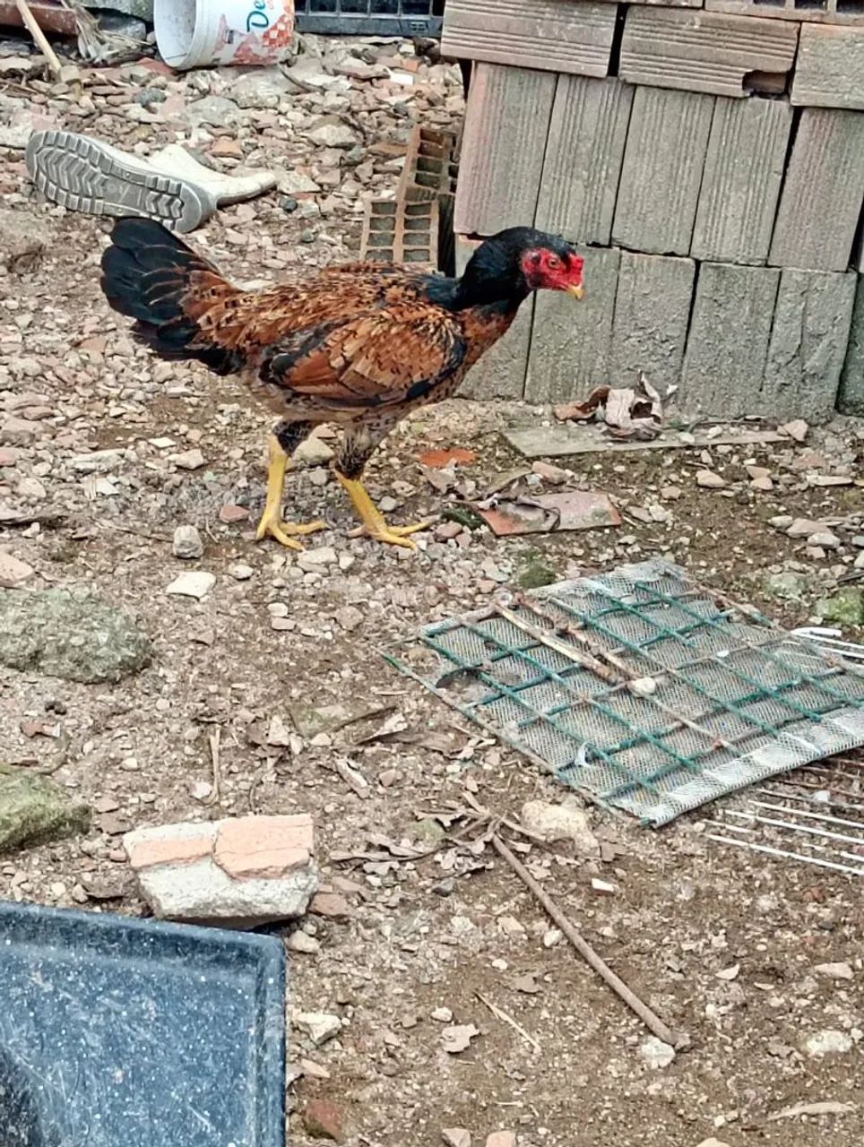 Galos e galinhas  - Foto 4