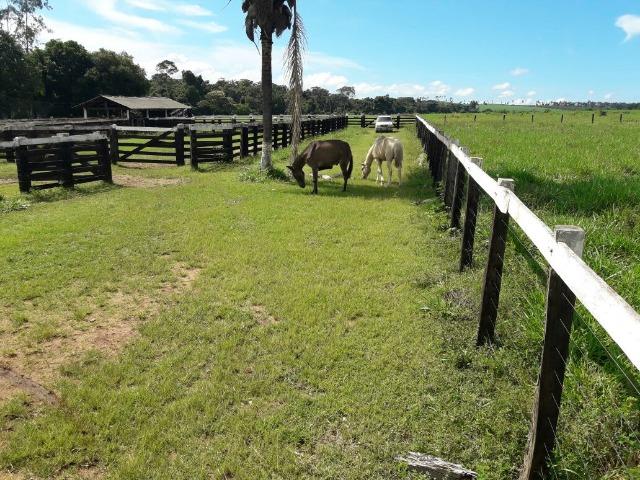 Fazenda de 261 alqueires, com 250 aberto 30 km de Nova Santa Helena -MT - Foto 5