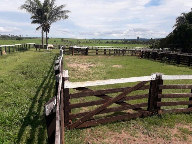 Fazenda de 261 alqueires, com 250 aberto 30 km de Nova Santa Helena -MT - Foto 9