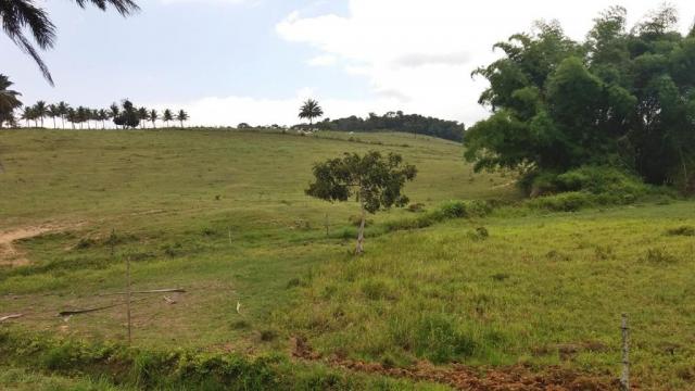 Fazenda 240 has em Tancredo Neves/BA - Foto 4