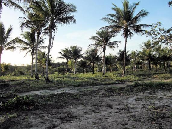 Terreno de 900 mil m2 em Porto Seguro - Foto 8