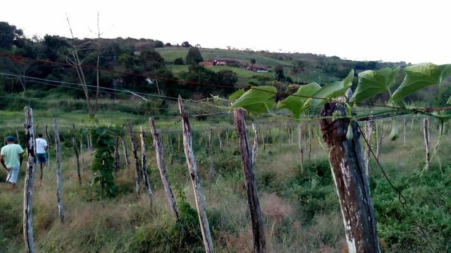 03 Hectares Com Água e Luz Em Chã Grande - PE - Foto 7