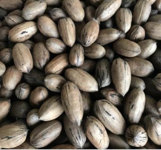 Noz Pecan - Safra 2019 - Foto 2
