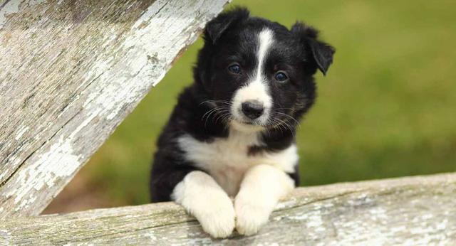 Border Collie com pedigree