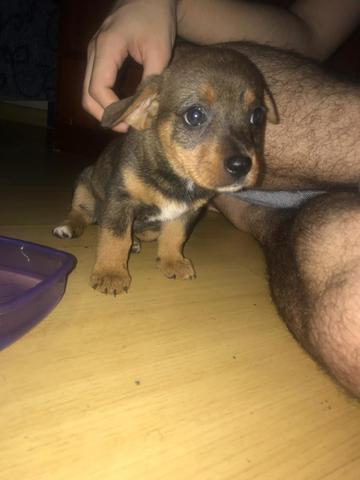 Cães para adoção - Foto 5