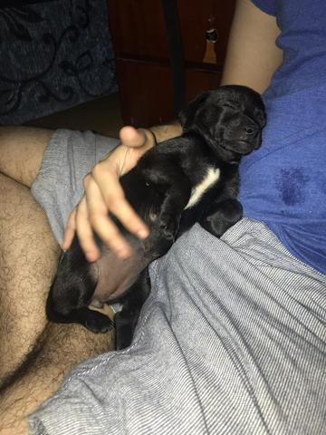 Cães para adoção - Foto 6
