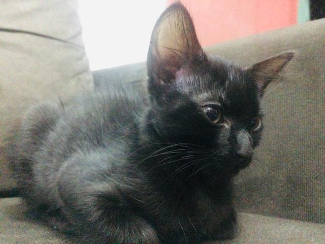 Gata para adoção - Foto 3